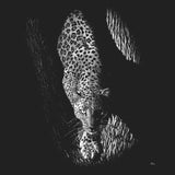 Leopard and Tree on Black - Adult Unisex T-Shirt